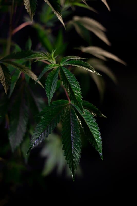 THC Gehalt im Cannabis testen – Anleitung und Produktguide